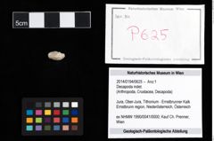 Foto (Objekt + Etikett) von Decapoda indet.  (NHMW-GEO-2014-0194-0625)